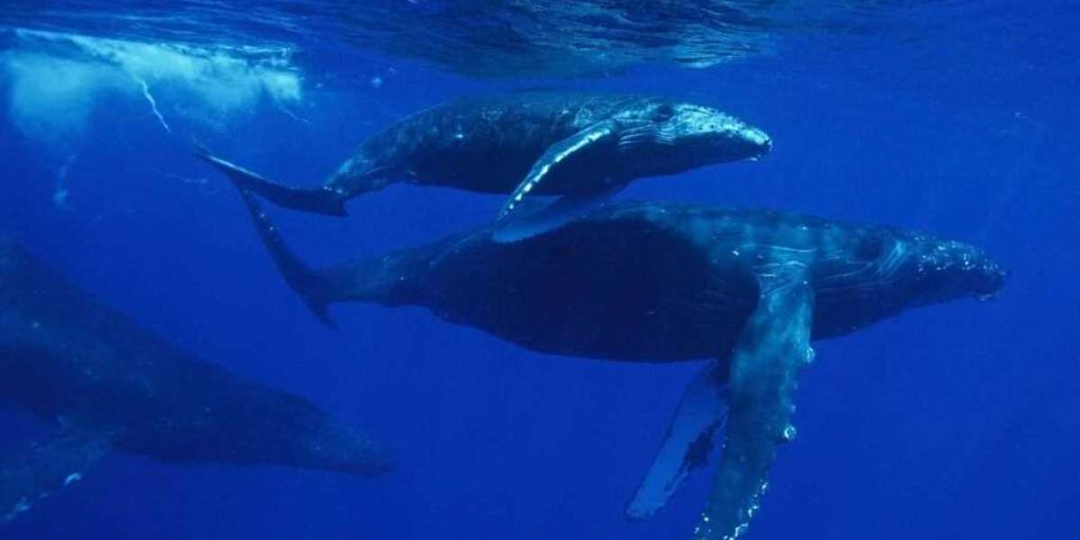 The North Shore of Oahu is Excellent for Whale Watching