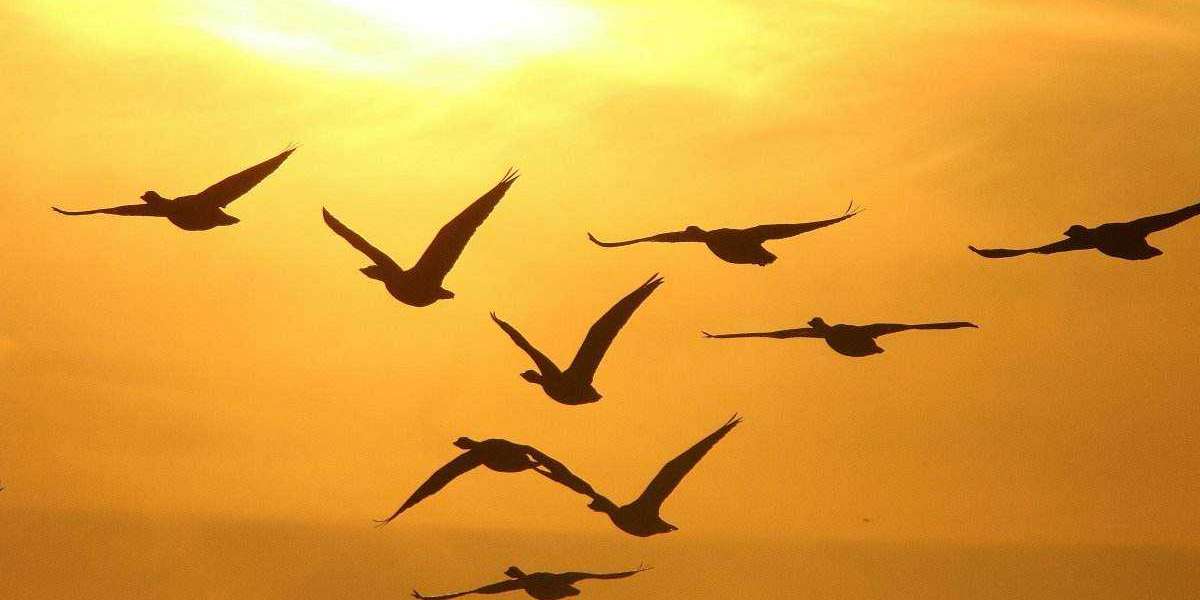 Acquire toward Understand Your Orange Person: #33, LB Ryan Dolan