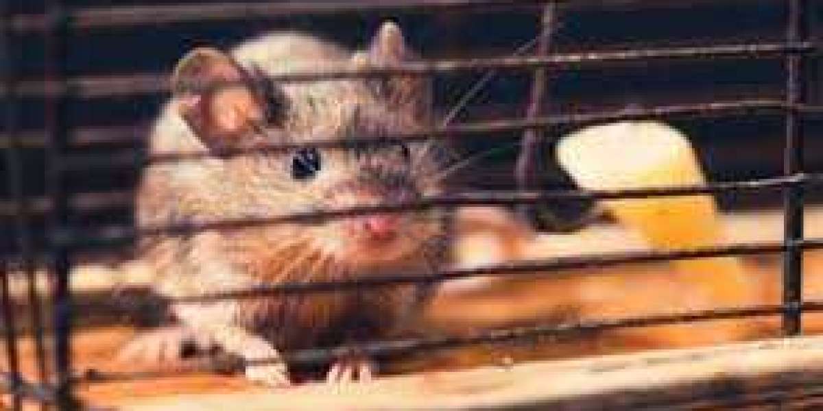 Rodent Control Techniques That Are both Safe and Effective