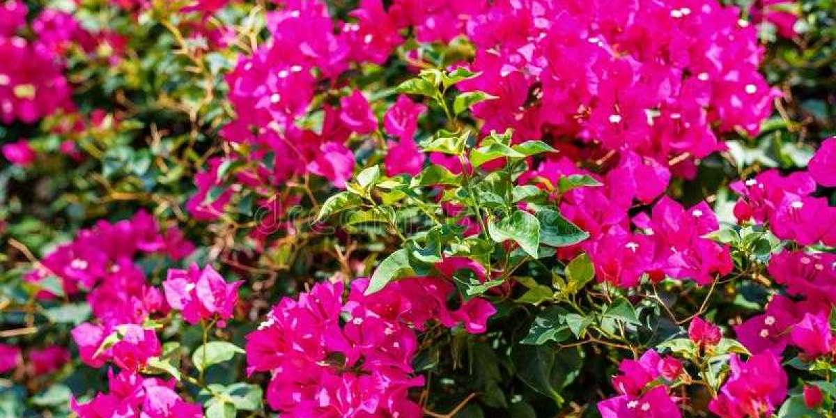 Flower shop Cyprus