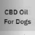 CBD Oil For Dogs Profile Picture