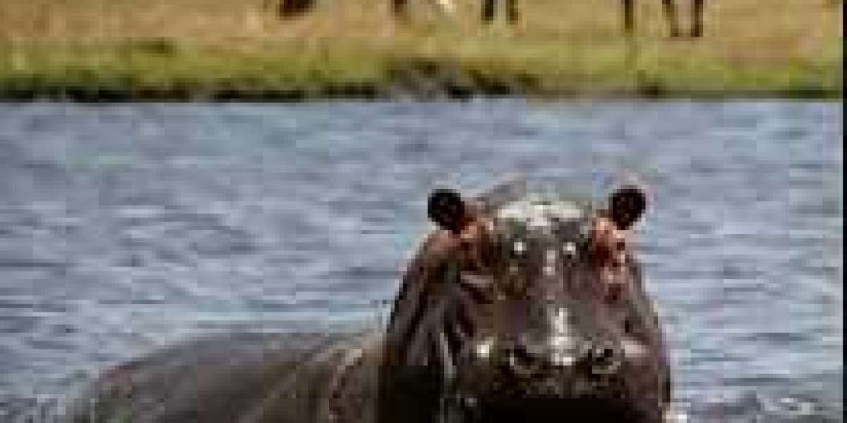 Plan A Day Trip From Victoria Falls To Chobe National Park