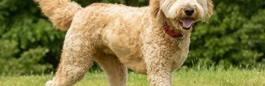 Goldendoodle By Aggie Cover Image