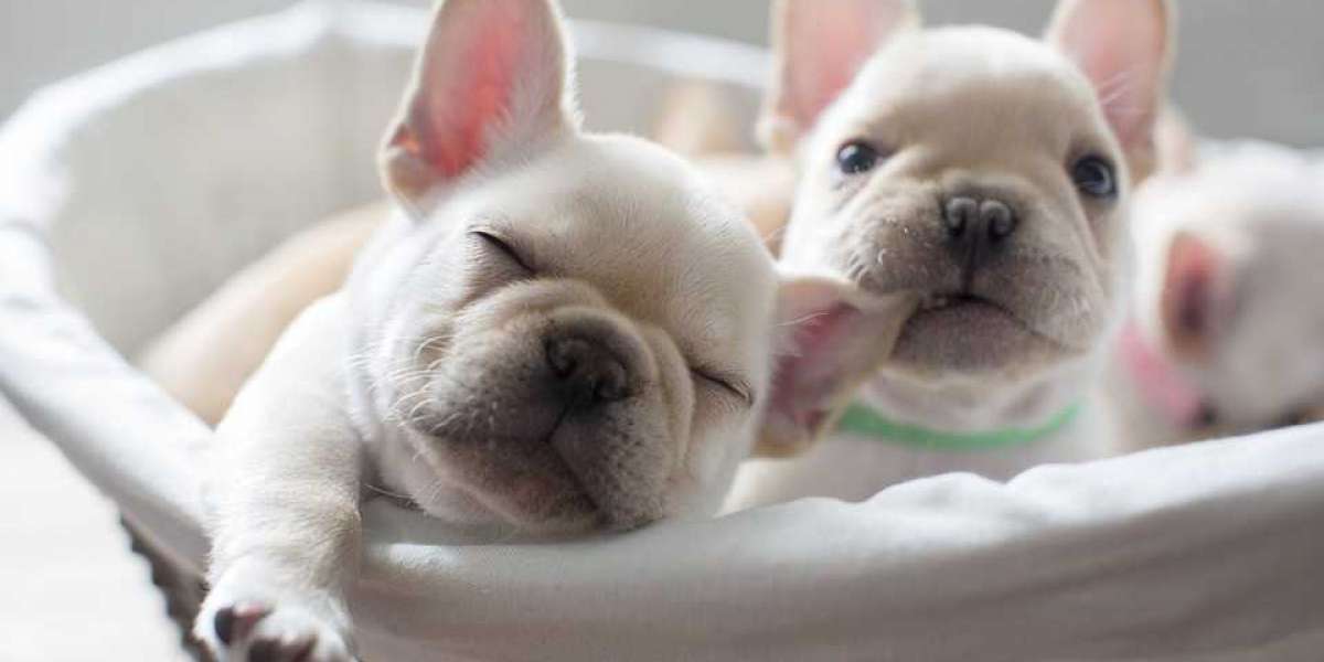 Gown Machine suppliers