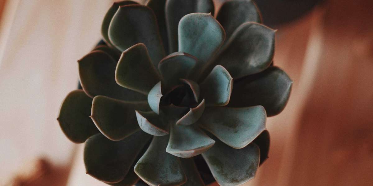 The Beauty and Benefits of Succulent Plants: A Guide to Growing and Caring for Your Succulent Garden