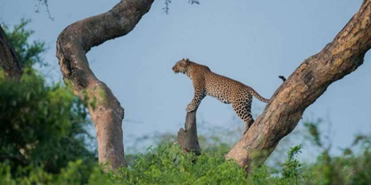 Unleash Your Adventurous Spirit: Discover the Thrills of Uganda Gorilla Safaris