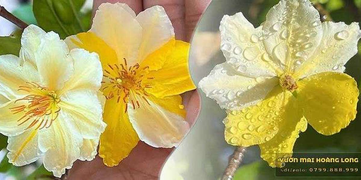 Quy trình bứng – dời/ trồng lại mai vàng ra đất đúng cách