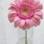 rose fresh Profile Picture