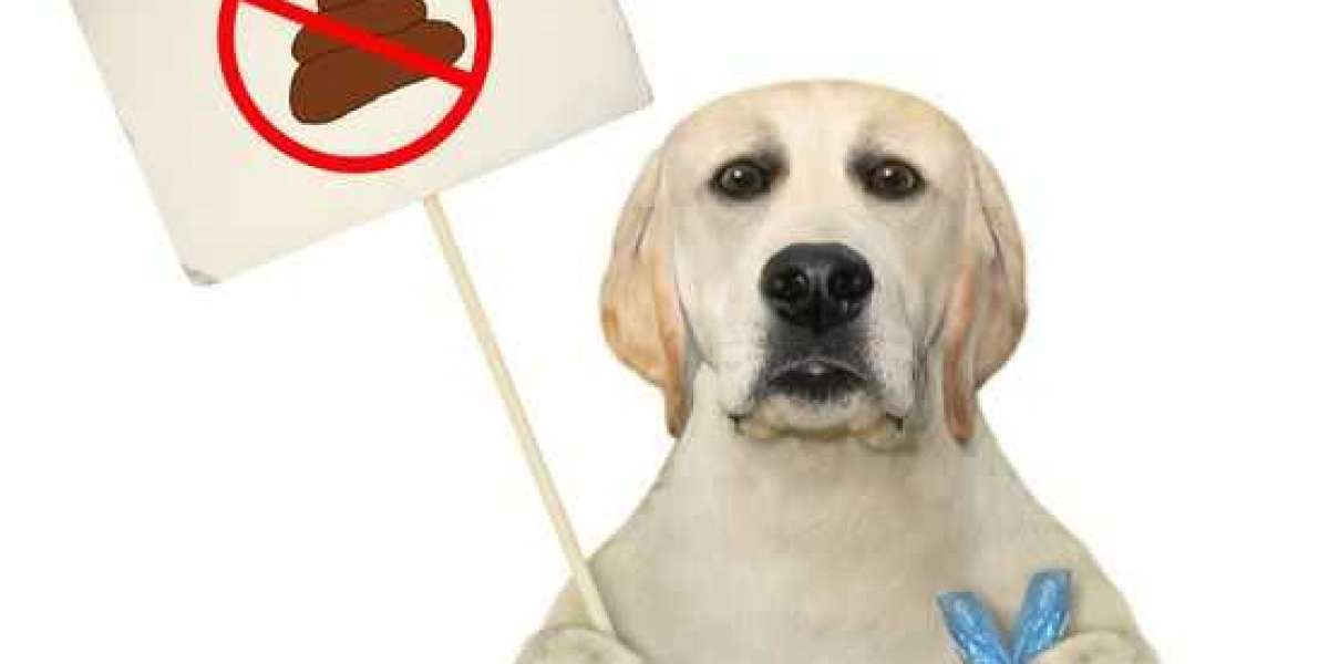 Looking For the Perfect Collection of Pet Waste In Abbotsford? Try Dog Waste Bags!