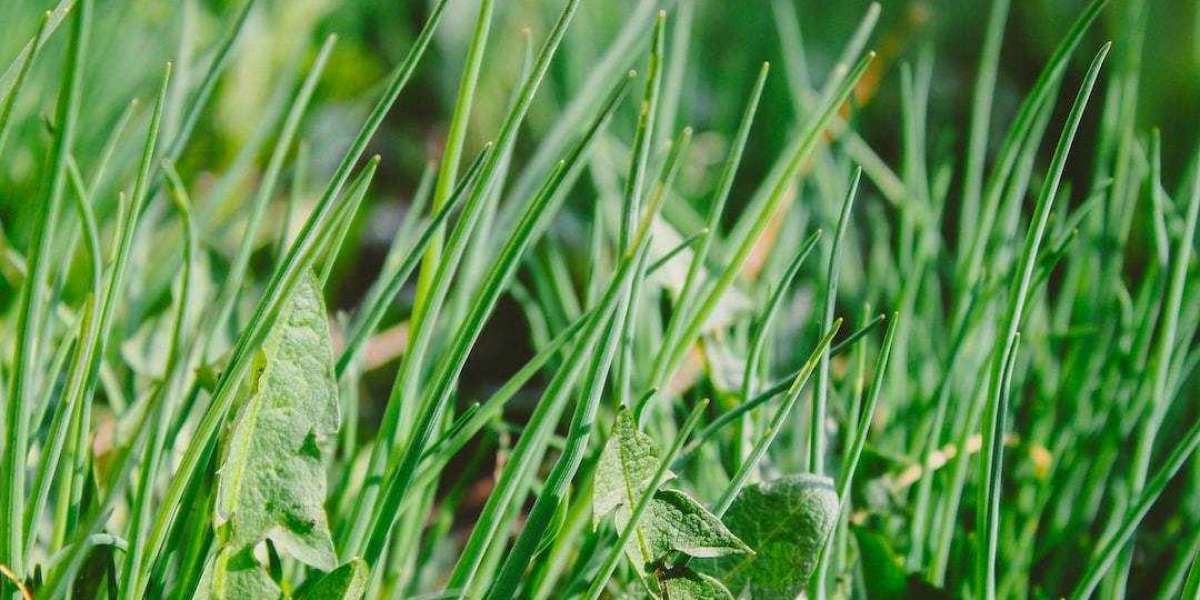 Creating an Effective Homemade Weed Killer: A Natural Approach to Garden Care