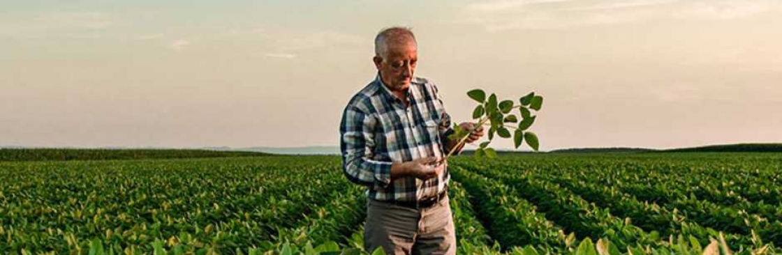 Isabella Brown Cover Image