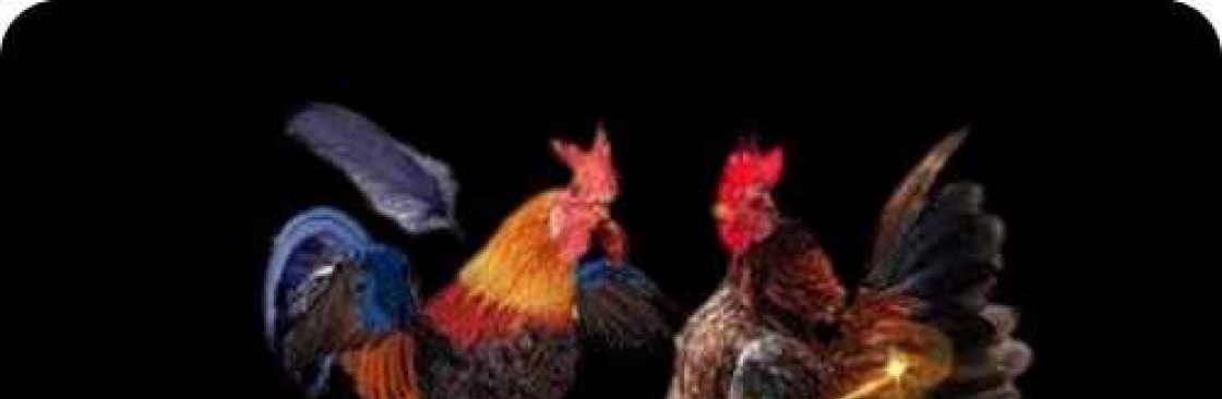 ĐÁ GÀ THOMO Cover Image