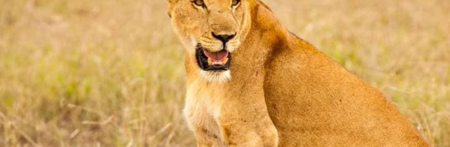 Mwendo Luxury Tours Cover Image