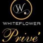 Prive By White Flower Profile Picture