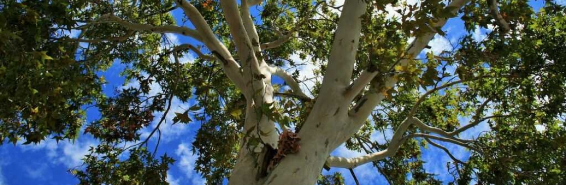 Top Point Tree Cover Image