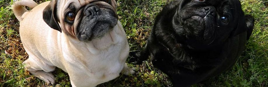 Champion Pug Kennels Cover Image