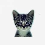 We Love Cats and Kittens Profile Picture