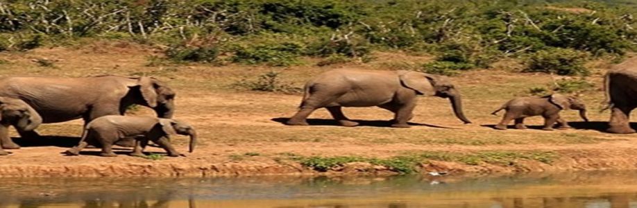 Asante Travel Group Cover Image
