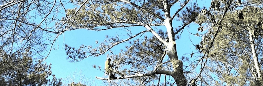 Arbor Solutions Tree Service Cover Image