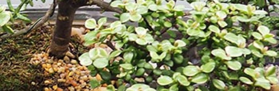 Bonsai of Brooklyn Cover Image