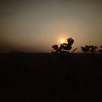 reddy anna Profile Picture